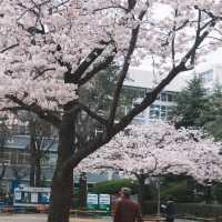 🌸釜山限定！交换春天計劃，邂逅浪漫櫻花大道