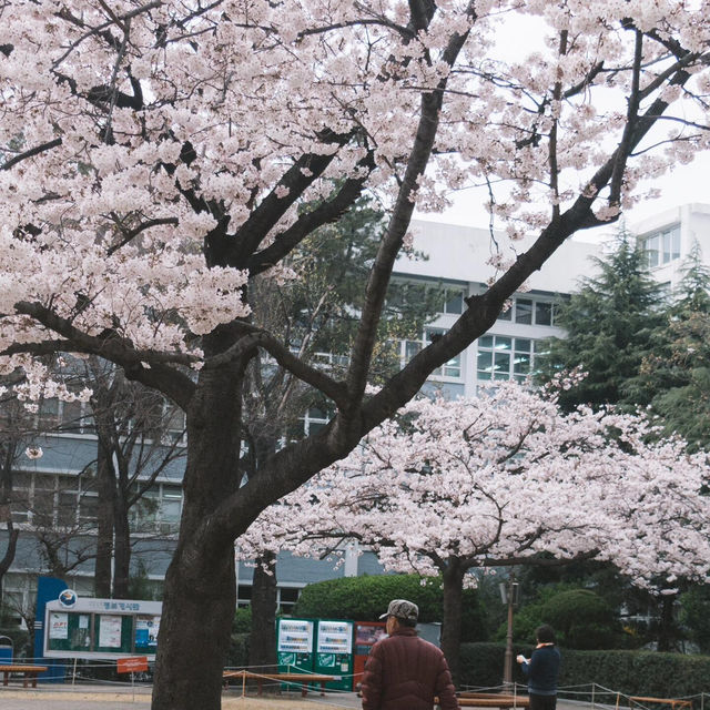 🌸釜山限定！交换春天計劃，邂逅浪漫櫻花大道