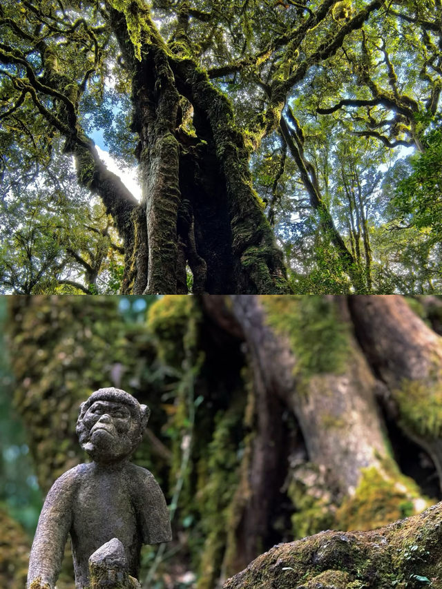 徒步哀牢山，穿越現實版的「暮光森林」