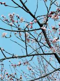 杭州 | 瑤山遺址公園賞桃花遊玩攻略