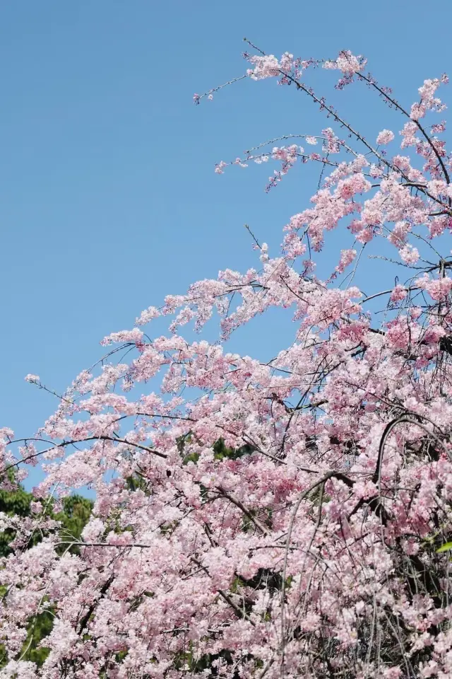 西安青龍寺櫻花季|這片粉紅色花海美得令人窒息!