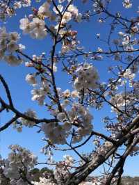 埼玉県東松山市の上沼公園で桜を楽しむ方法