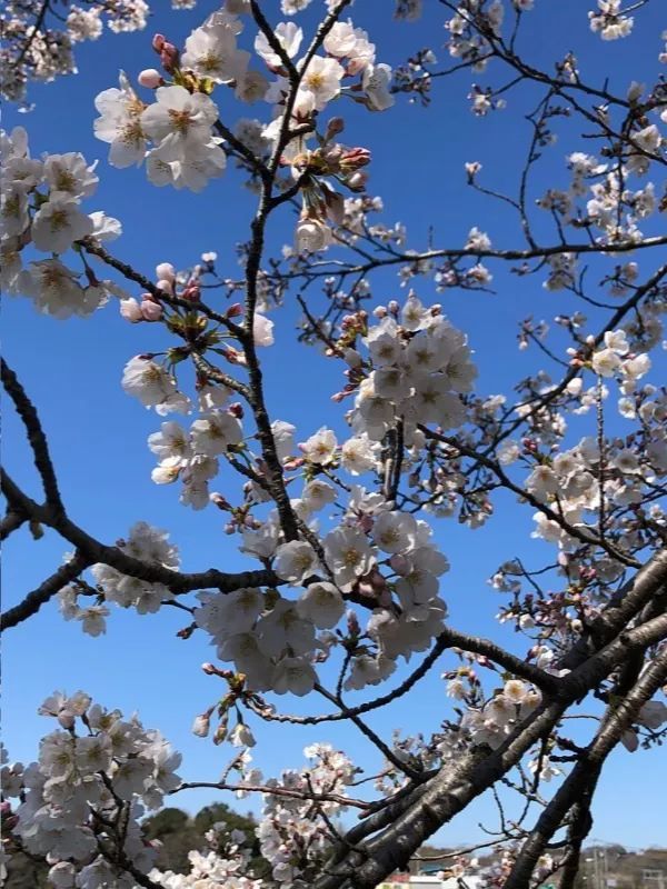 埼玉県東松山市の上沼公園で桜を楽しむ方法