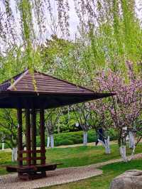 鬱金香同櫻花同框，上海獨一份嘅浪漫花園！