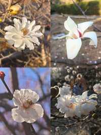 賞花好去處｜國家植物園
