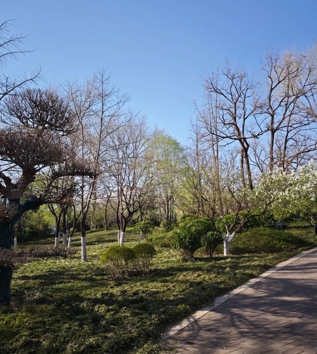 春天嘅格調就係咁靚～淄博人民公園打卡