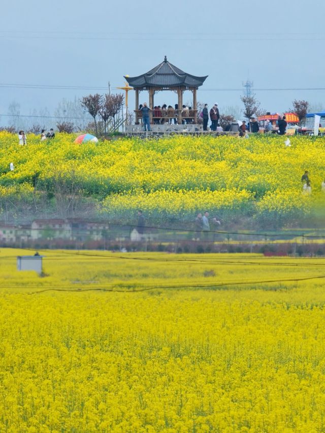 漢中春天唔需要濾鏡！百萬畝黃金花海