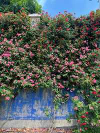 綿陽·將開區｜薔薇花牆3米高&百米長