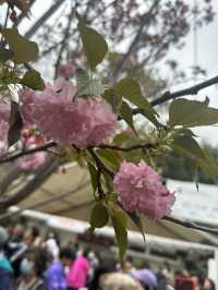 香港維多利亞公園花卉展的魅力！