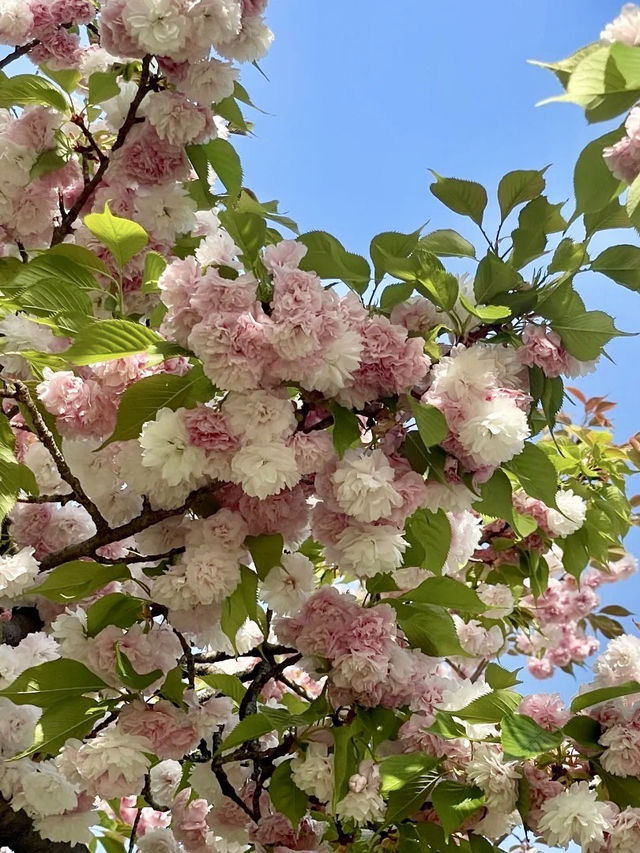 春風中的櫻花浪漫