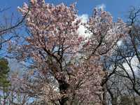 🌸邂逅札幌中島公園的櫻花驚喜