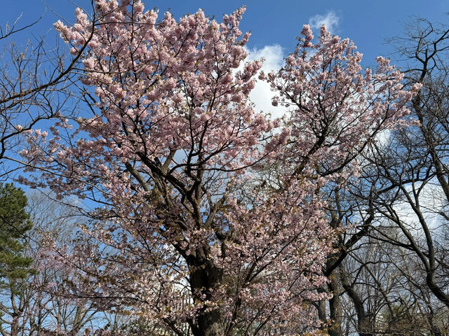 🌸邂逅札幌中島公園的櫻花驚喜