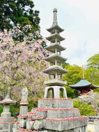 🌸抓住櫻花尾巴，勝尾寺的絕美時光