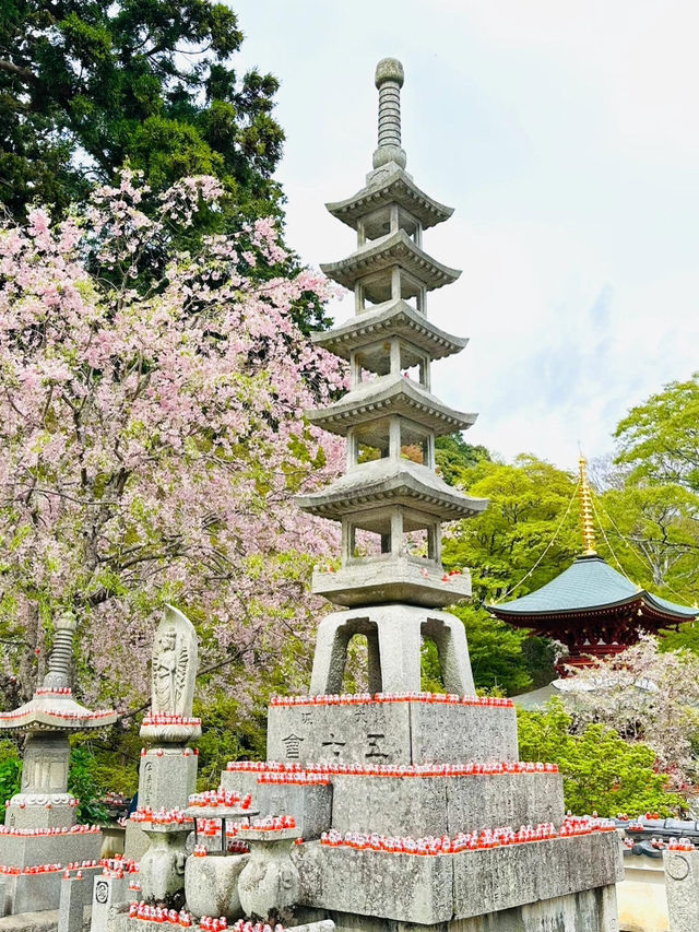 🌸抓住櫻花尾巴，勝尾寺的絕美時光