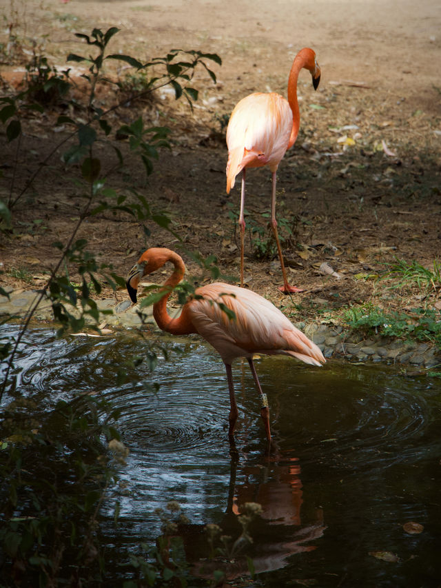 Zoo Walk | 唔好錯過雲南野生動物園嘅春天