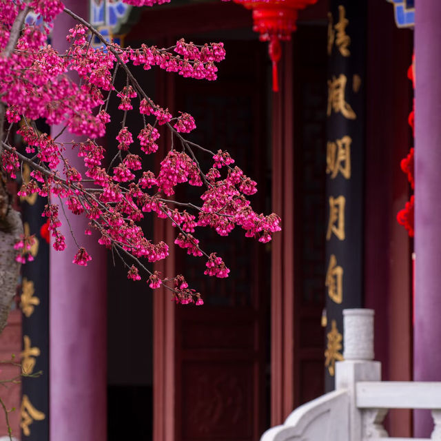 藏在貴陽寺廟裡的櫻花秘境！西普陀寺春日限定太絕了