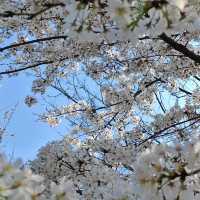 貴陽馬廠營山體公園｜你不知道的秘密賞櫻地🌸