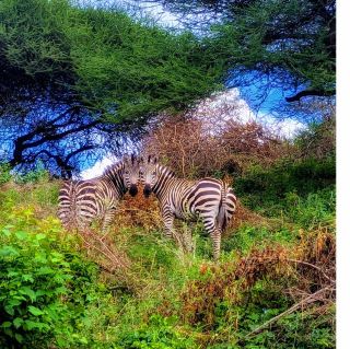 From snowy mountains to grasslands, this is the true wild Africa!