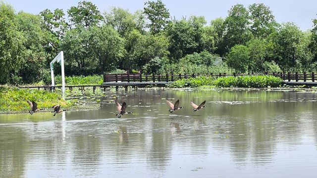 打卡太湖圖影濕地文化園