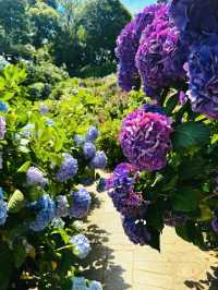 伊豆下田公園 | 繡球花的絕美盛宴