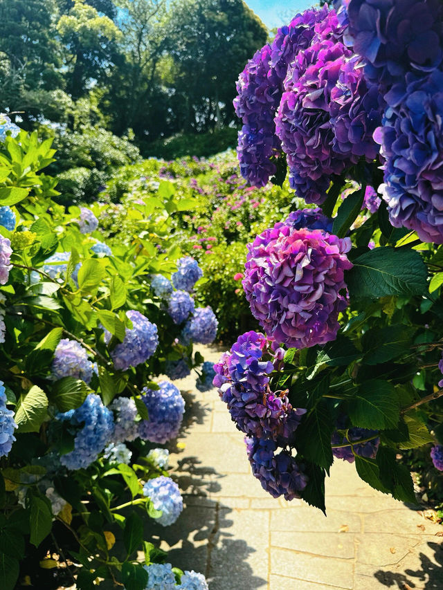 伊豆下田公園 | 繡球花的絕美盛宴
