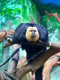 Guangzhou’s Wildlife Kingdom: Roam Free at Chimelong Safari Park