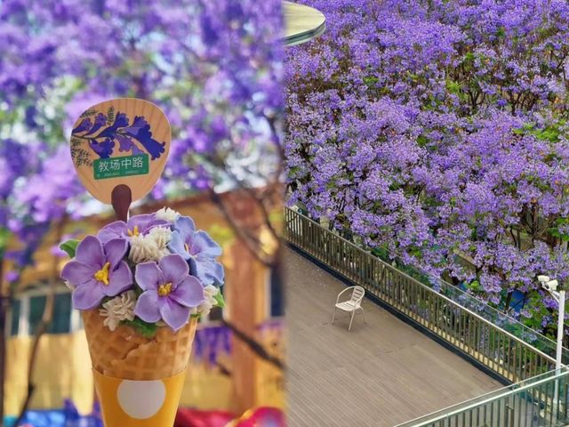 藍花楹瀑布下流淌！昆明盤龍江的紫色浪漫暴擊