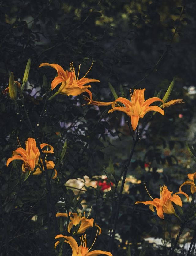 母親萱草花｜ 為愛而開，為憂而忘