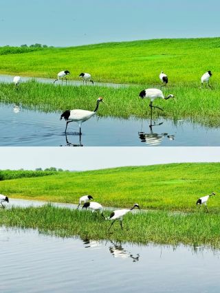 Come to Qiqihar's Zhalong to see the red-crowned cranes, and here's how to enjoy it without any pitfalls