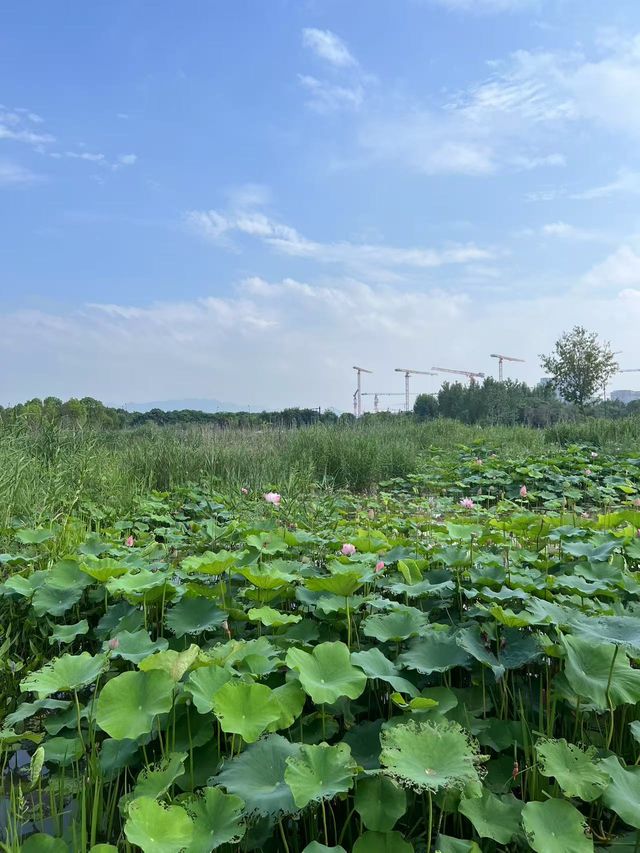 哇塞！葛巷地鐵站旁，竟藏著一片“夏日限定”荷花海！