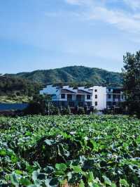 中國最美蓮鄉嘅田園風光：大畲荷園