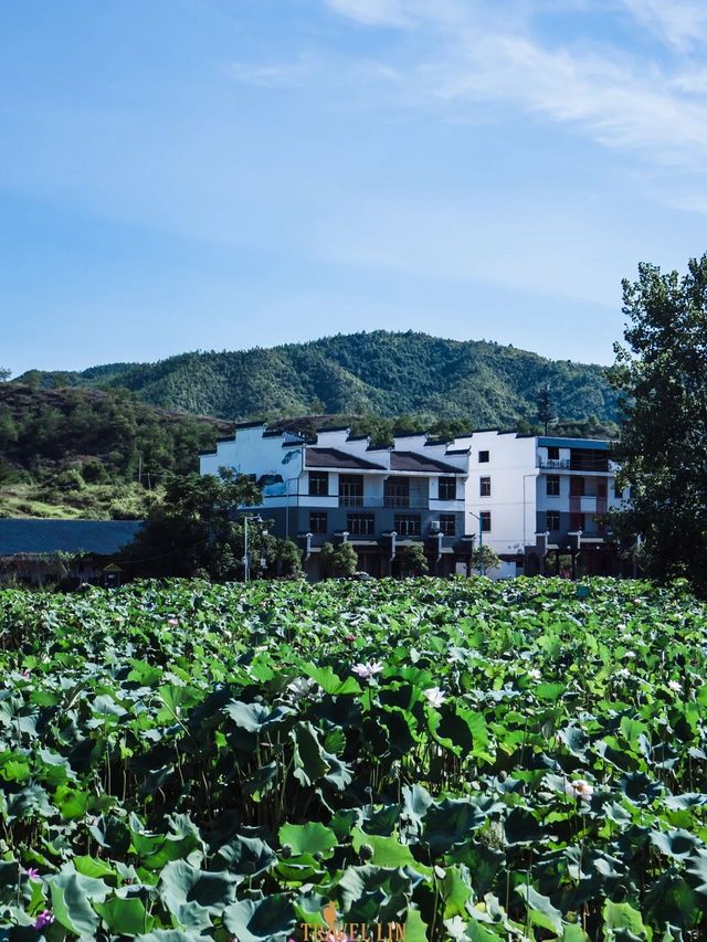 中國最美蓮鄉嘅田園風光：大畲荷園