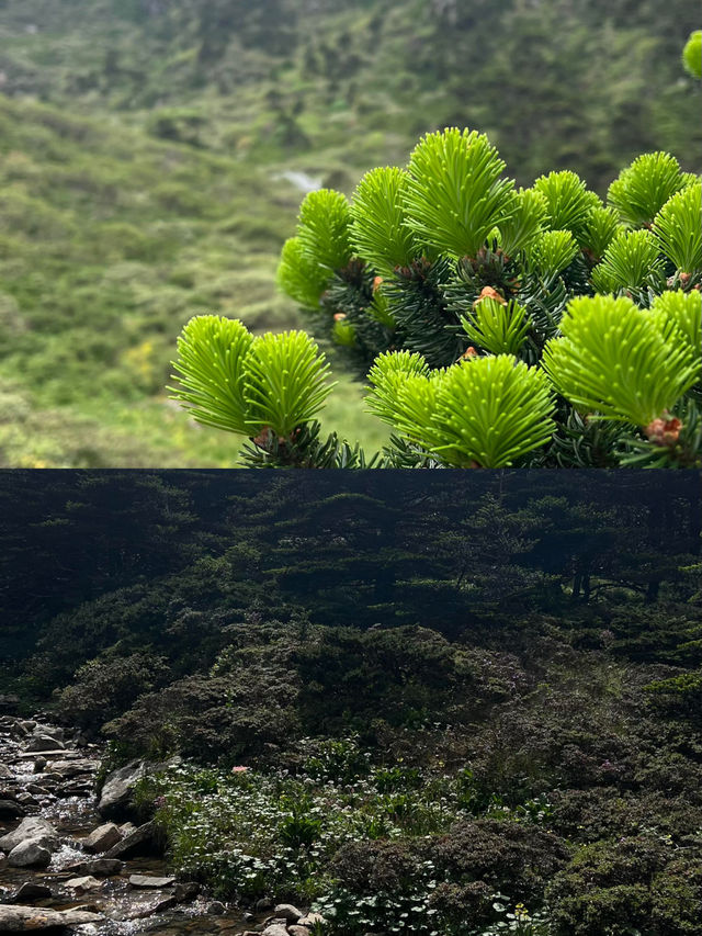 比玉龍雪山更仙！比峨嵋山更野！大理風花雪月終極攻略嚟啦！
