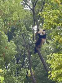 The Pandas of Chengdu!