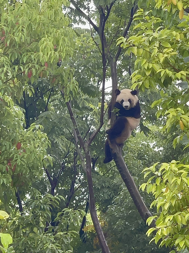 The Pandas of Chengdu!