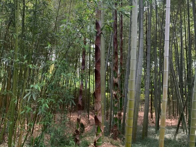 去咗4次安吉竹博園，終於玩到明！