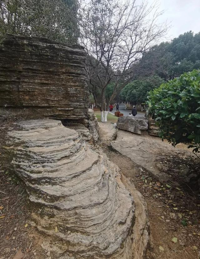 【宜陽森林公園暴走攻略】承包宜春人嘅「城市綠肺」，吸氧、遛娃、影靚相一網打盡！   一入園就被滿眼綠
