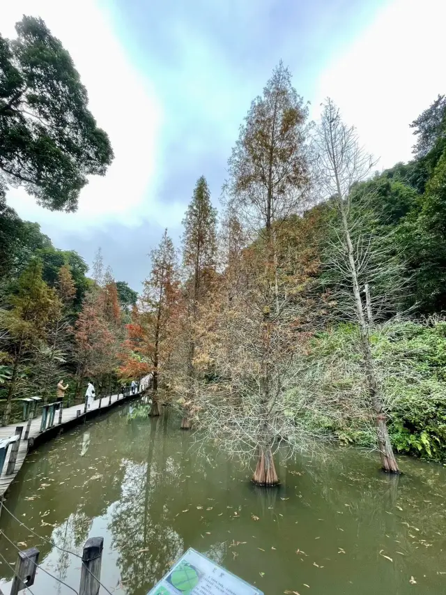 翻滾吧奶牛!新竹綠世界休閒農場