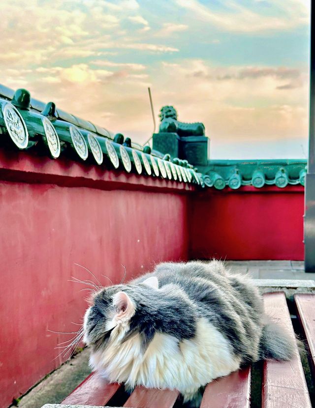重慶旅遊打卡丨解鎖白日鴻恩寺新機位
