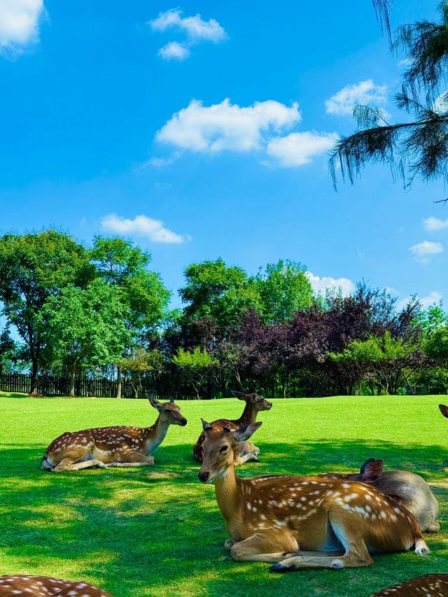 南京長生鹿苑攻略：免費進園+出片技巧，治癒感拉滿