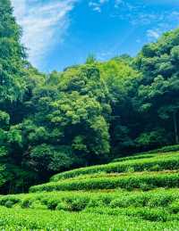 九溪煙樹必玩攻略