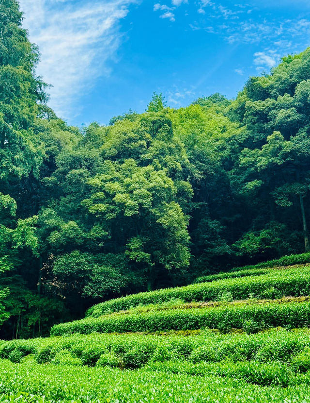 九溪煙樹必玩攻略