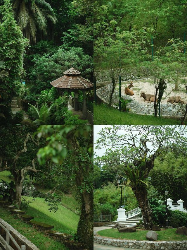 吉隆坡私藏！免費殖民風植物園+1h車程森林民宿，打工人週末躺