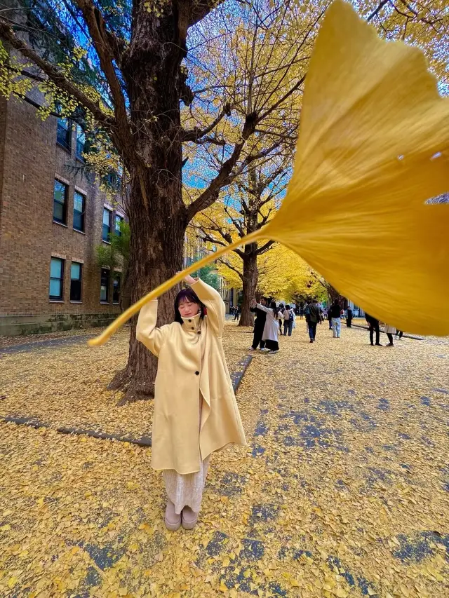 Countdown to the Ginkgo Season at the University of Tokyo – So Beautiful You'll Forget to Breathe!
