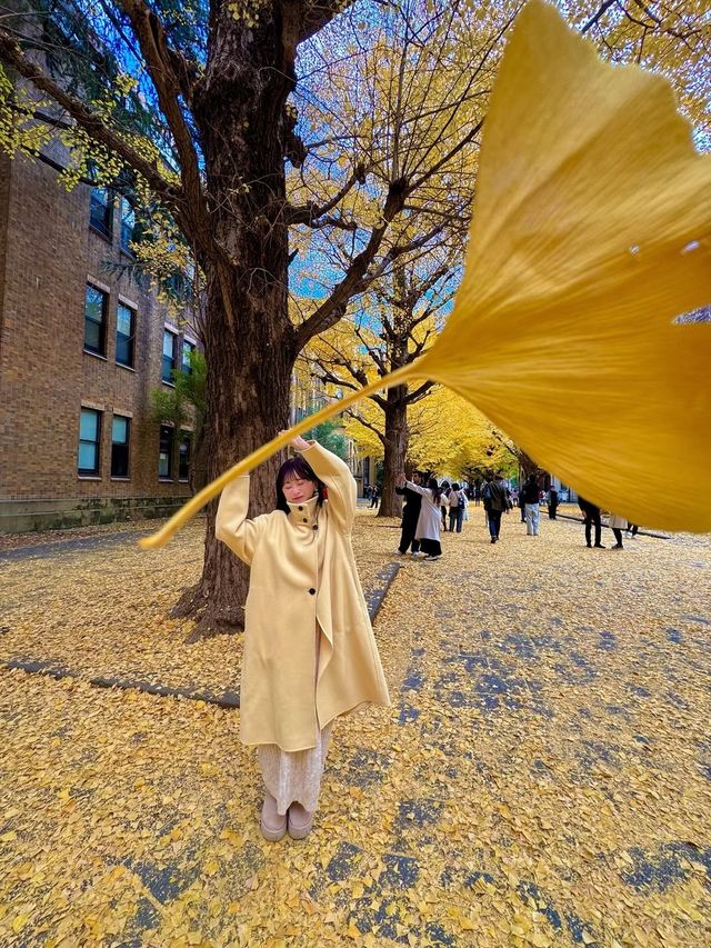 東京大學銀杏季倒數計時 這裡美到忘記呼吸！