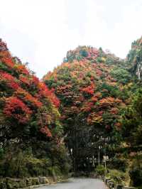 藍田賞楓最佳路線