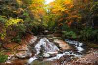 【米倉山國家森林公園全旅行攻略】闖入秦巴山區的「紅葉王國」!