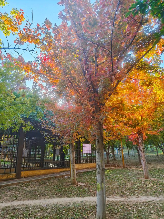 公交直達，大連這個免費公園楓葉正當時，賞秋好地方