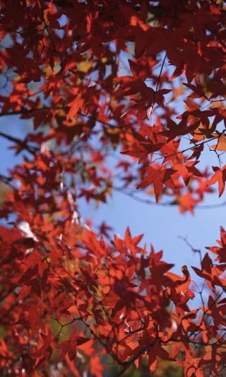 Maple leaves reflect the ancient temple, and Dongpingshan Mountain hides the most intense poetry of early winter