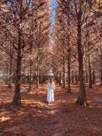 絕美!包場整個落羽松林的韓劇級浪漫